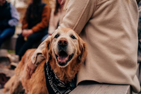 Golden retriever in a bandana smiling beside a guest on a wooden bench