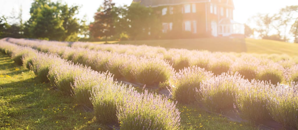 Rows of lavender in golden evening light at Purple Hill, with the red-brick farmhouse on the hill behind