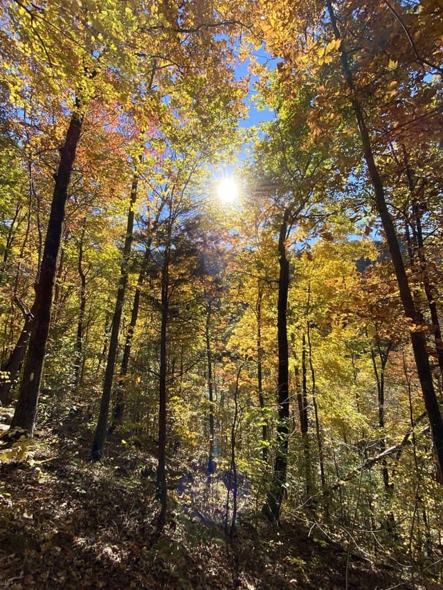Sunlight through yellow and orange leaves in the Loree Forest on a fall hike