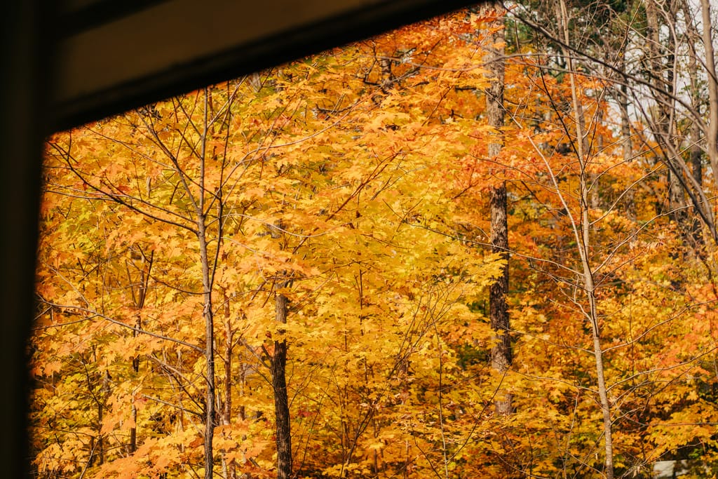 Sunlit orange and yellow maple leaves seen through a window frame