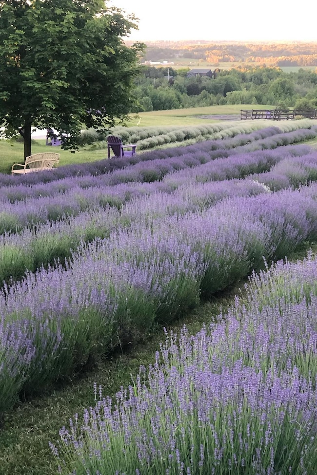 Purple Hill