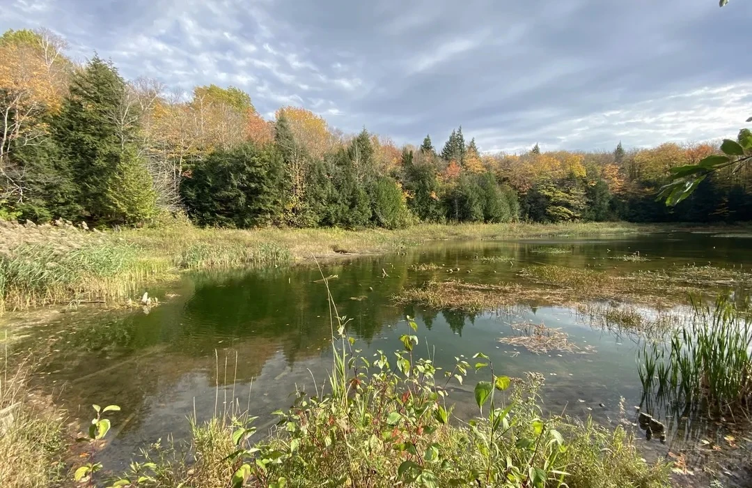 The Best Fall Hikes in Collingwood for Stunning Foliage - Somewhere Inn